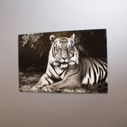 Lying Tiger Tempered Glass Wall Art