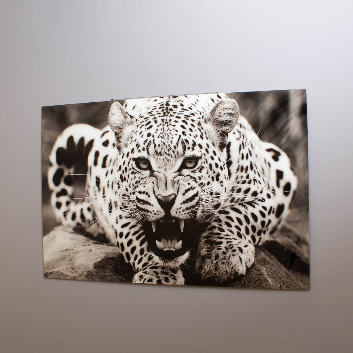 Snarling Leopard Tempered Glass Wall Art