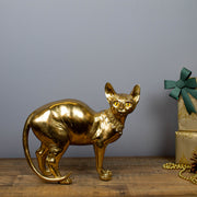 Gold Sphynx Cat
